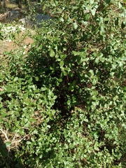 Quercus coccifera