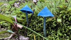 Entoloma hochstetteri