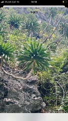Dracaena