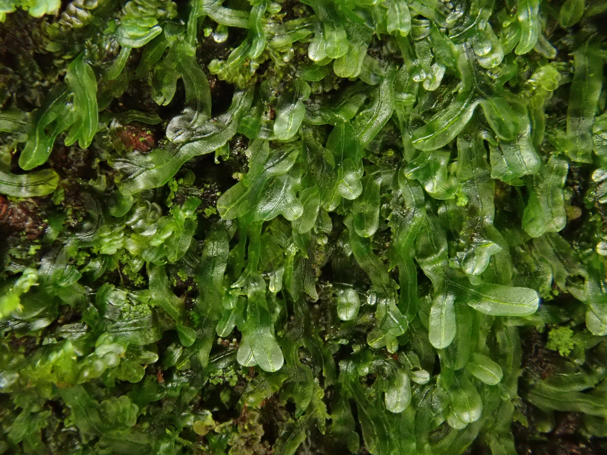 Metzgeria furcata
