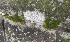 Bryophyta