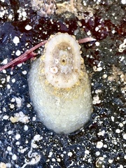 Amblychilepas nigrita