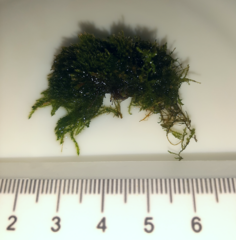 Bryophyta
