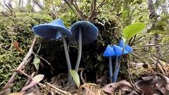 Entoloma hochstetteri