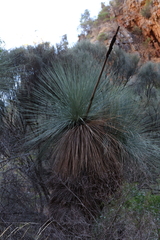 Xanthorrhoea quadrangulata