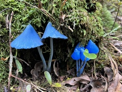 Entoloma hochstetteri