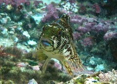 Chironemus marmoratus