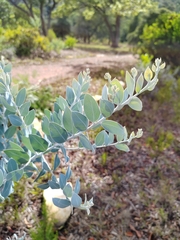 Acacia podalyriifolia