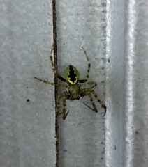 Colaranea melanoviridis