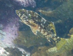 Chironemus marmoratus