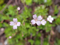Epilobium anagallidifolium