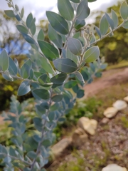 Acacia podalyriifolia
