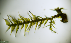 Bryophyta