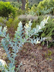 Acacia podalyriifolia
