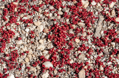 Crassula aphylla
