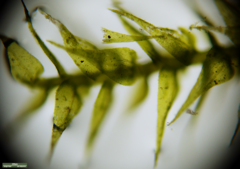 Bryophyta