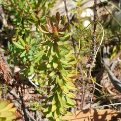 Pultenaea humilis