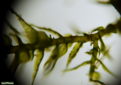 Bryophyta