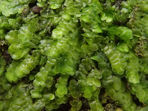 Image of Marchesinia mackaii by (c) Christian Berg, some rights reserved (CC BY)