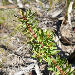 Pultenaea humilis