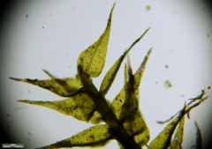 Bryophyta
