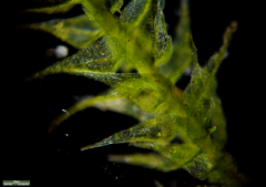 Bryophyta