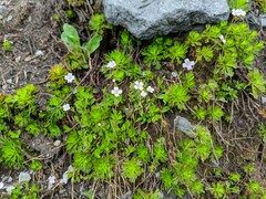 Epilobium anagallidifolium