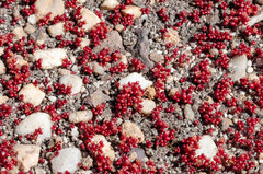 Crassula aphylla