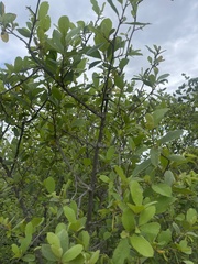 Cordia sinensis