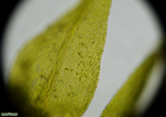 Bryophyta