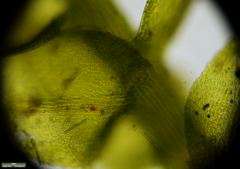 Bryophyta