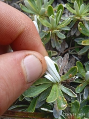 Celmisia angustifolia