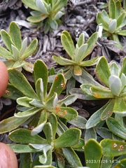 Celmisia angustifolia