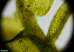 Bryophyta
