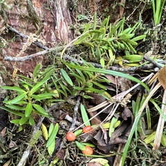 Podocarpus laetus