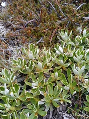 Celmisia angustifolia