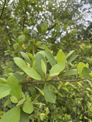 Cordia sinensis