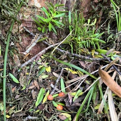 Podocarpus laetus