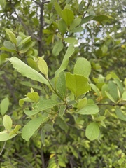 Cordia sinensis