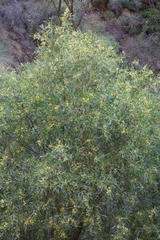 Acacia provincialis