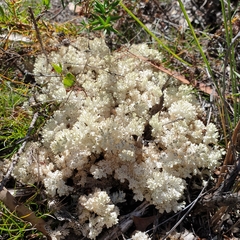 Pulchrocladia retipora