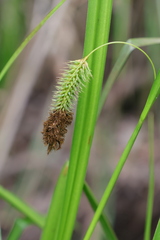 Carex fascicularis