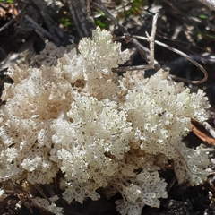Pulchrocladia retipora