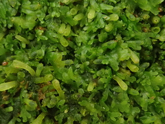 Riccardia chamaedryfolia