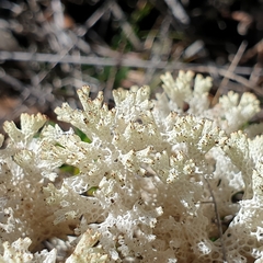 Pulchrocladia retipora