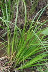 Carex fascicularis