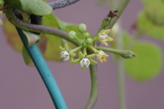 Cynanchum obtusifolium