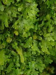 Riccardia chamaedryfolia