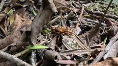 Sphictostethus nitidus