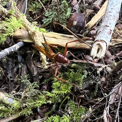 Sphictostethus nitidus